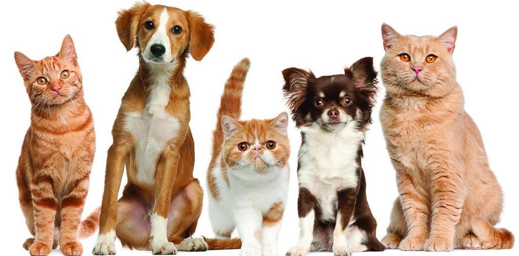 Доска объявлений о животных | ЗооТом - продажа, вязка и услуги для животных в Ирбите