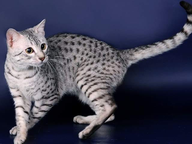 Породы кошек в Ирбите | ЗооТом портал о животных