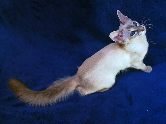 Выведенные породы кошек в Ирбите | ЗооТом портал о животных