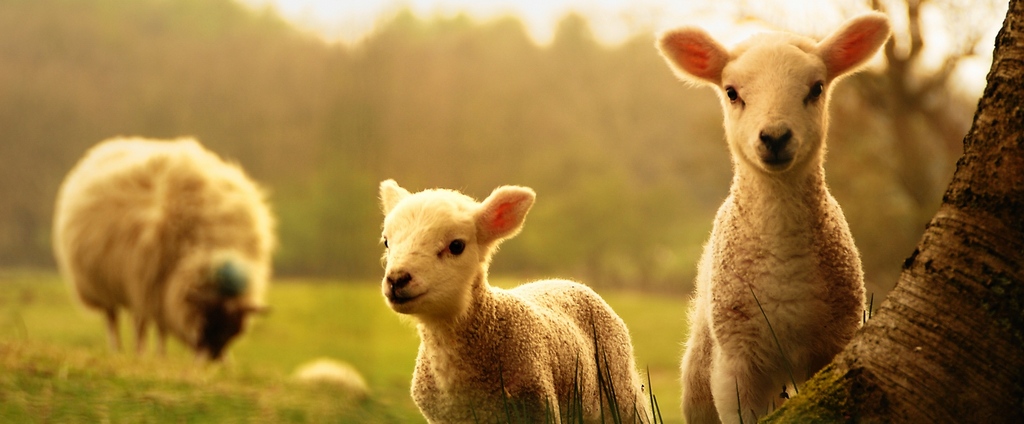 Объявления о сельскохозяйственных животных | ЗооТом - продажа, вязка и услуги для животных в Ирбите