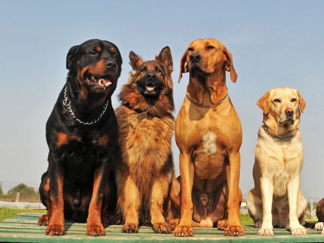 Крупные породы собак в Ирбите | ЗооТом портал о животных