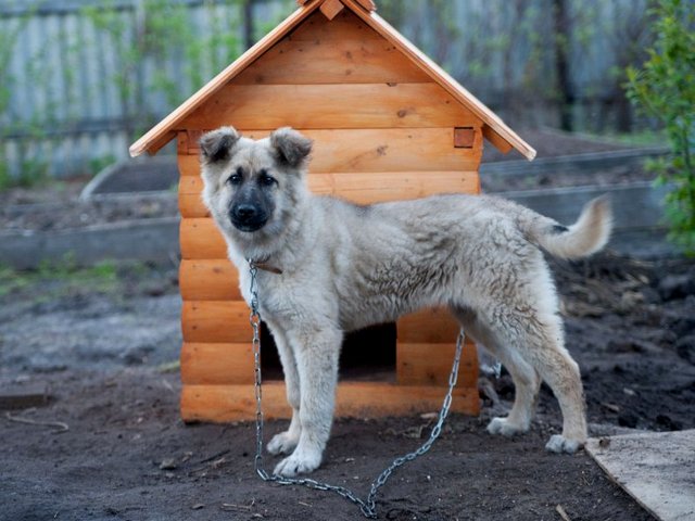 Все о собаках в Ирбите Все о собаках в Ирбите